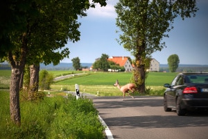 Die Höchstgeschwindigkeit auf Landstraßen beträgt 100 km/h.