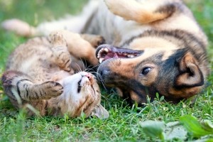 Hund im Auto richtig transportieren - Bußgeldkatalog 2024