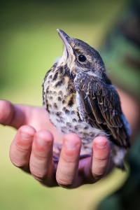 Manchmal nisten Vögel in dem Starenkasten, der als Blitzer-Attrappe fungiert.