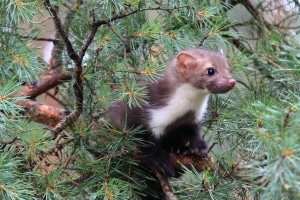 Zahlt die Versicherung? Unfälle mit Haarwild, wie z. B. einem Marder, deckt die Teilkasko normalerweise ab.