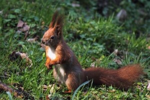 Bei einem Wildunfall mit einem Eichhörnchen zahlt die Versicherung nicht immer.