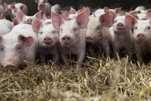 Ein Wildunfall mit Nutztieren ist strenggenommen kein Wildunfall und wird von der Versicherung nicht übernommen.